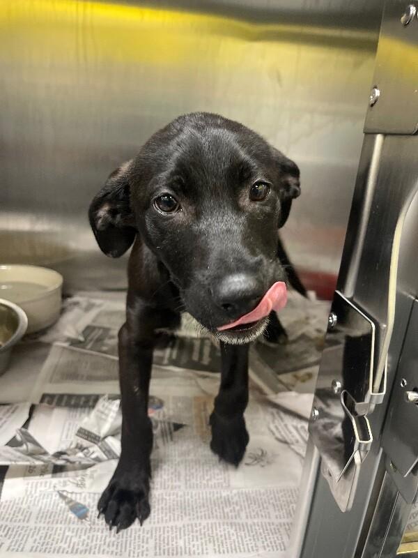 Allie, Adoptable, Young Female Labrador Retriever & Mixed Breed.