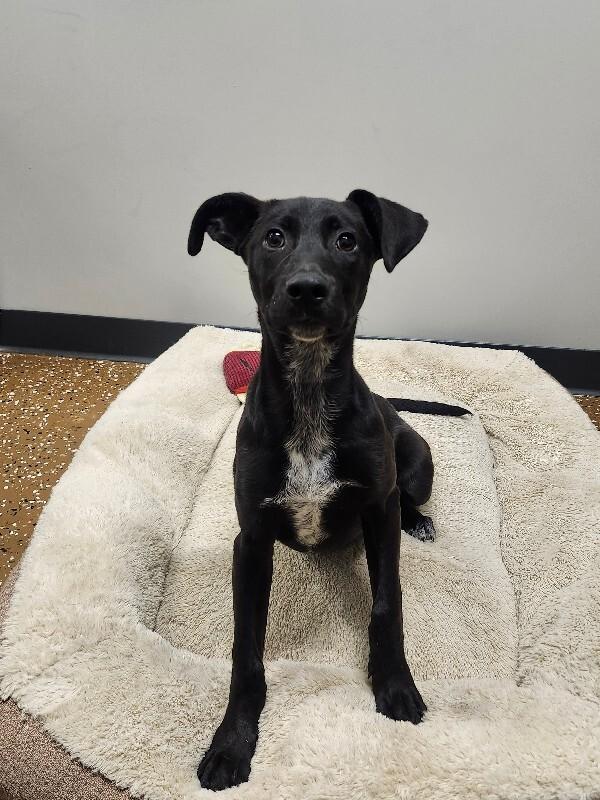 Allie, a Adoptable mixed breed in Jackson, TN image 2/5