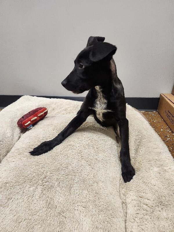 Allie, a Adoptable mixed breed in Jackson, TN image 3/5