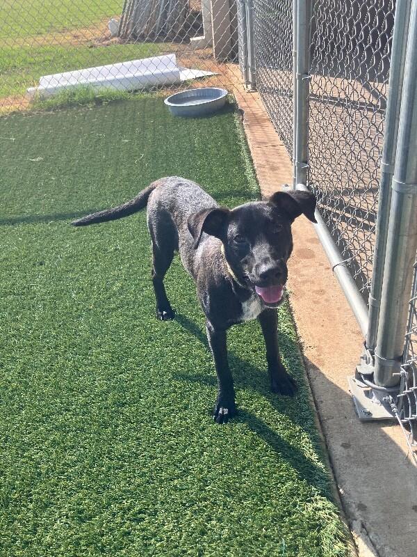 Allie, a Adoptable mixed breed in Jackson, TN image 4/5