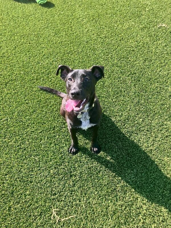Allie, a Adoptable mixed breed in Jackson, TN image 5/5