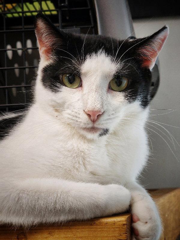 Presley, a Adopted Domestic Short Hair in Gettysburg, PA image 1/3