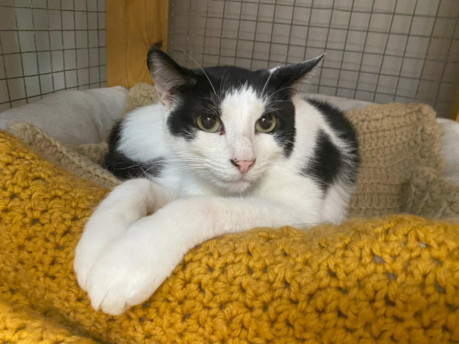 Presley, a Adopted Domestic Short Hair in Gettysburg, PA image 2/3
