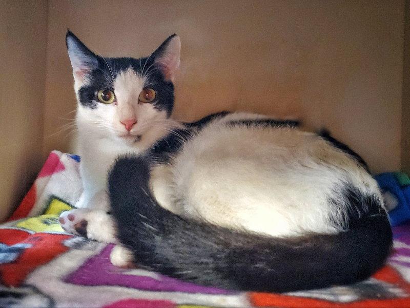 Presley, a Adopted Domestic Short Hair in Gettysburg, PA image 3/3