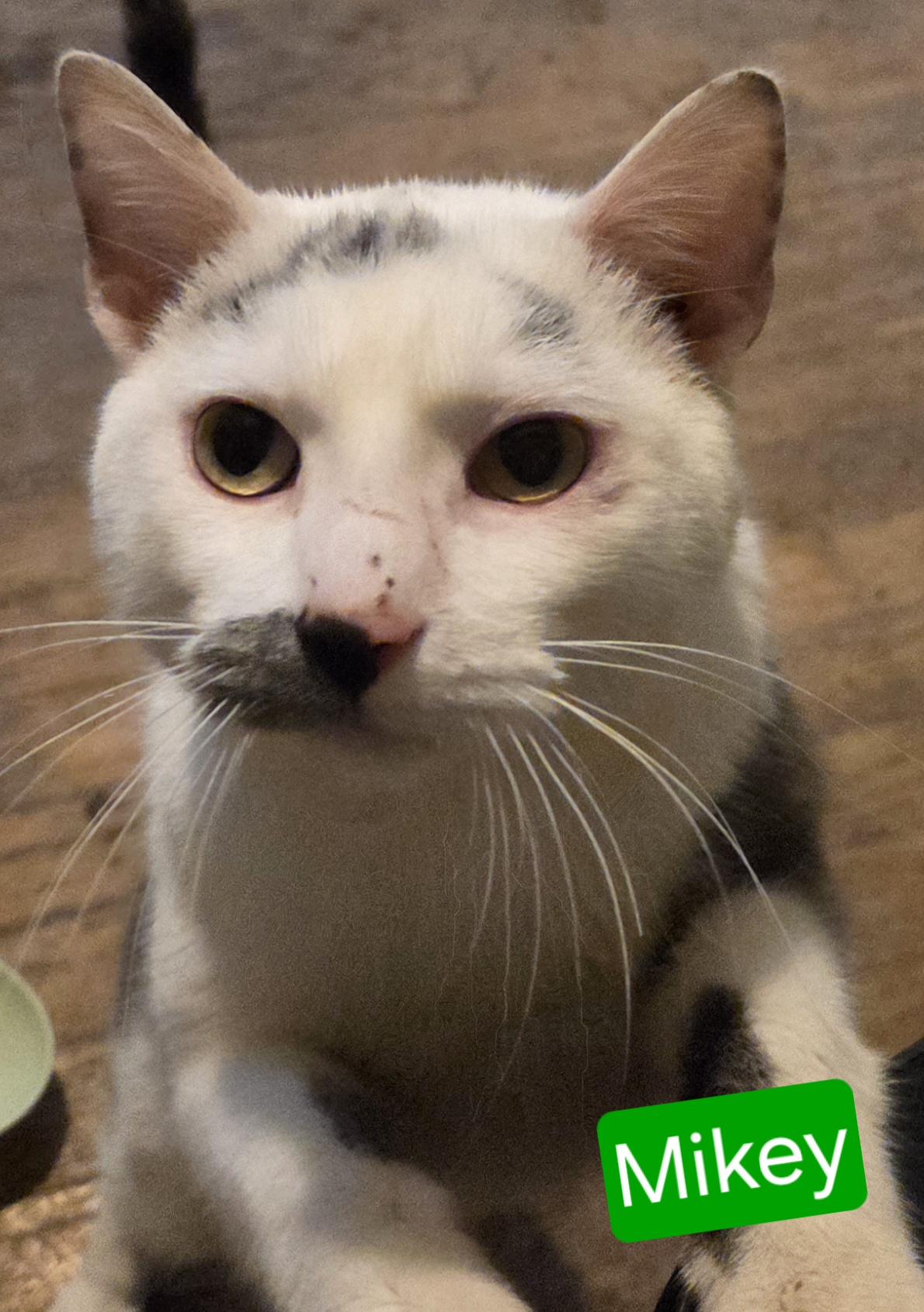 Enlarge Mikey, a ADOPTABLE Domestic Short Hair in Greensburg, PA image 1/1