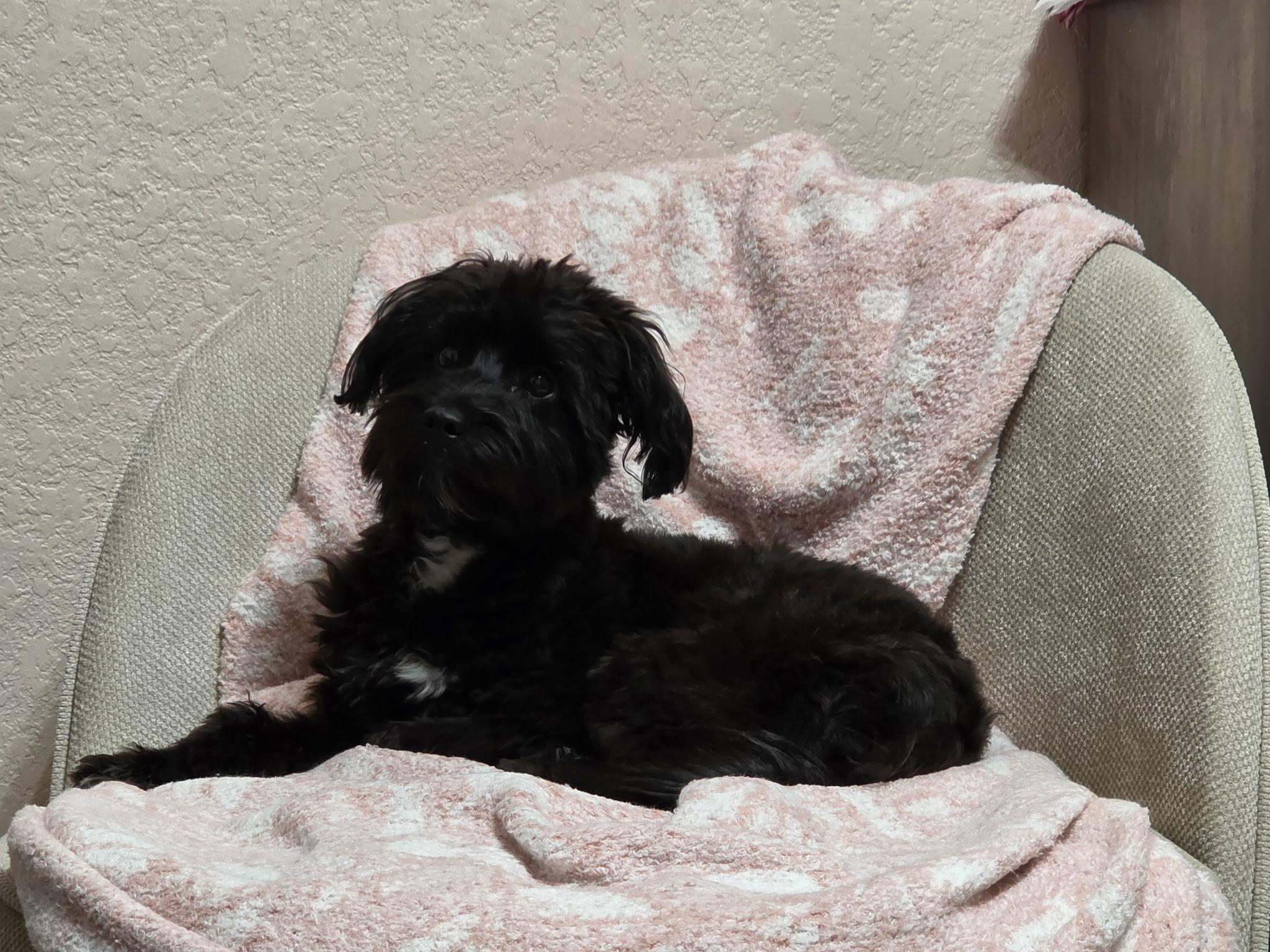 Enlarge Toshano WV14244-T, an adopted mixed breed in Woodinville, WA image 1/2