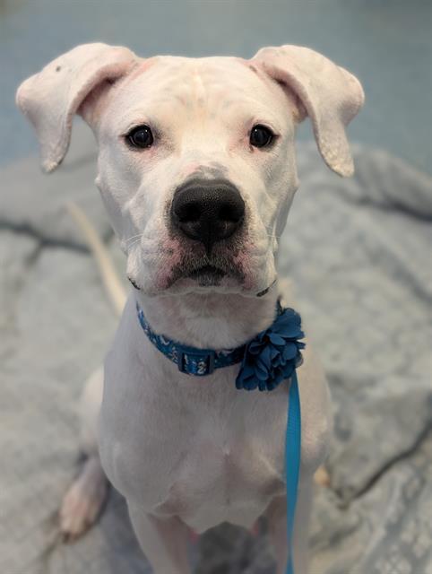 Enlarge LYRA, a Adoptable Dogo Argentino in Toronto, ON image 1/1