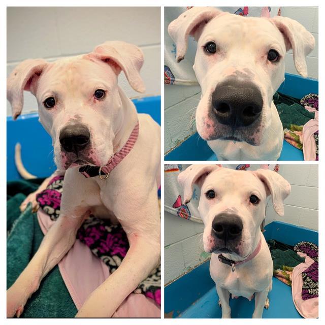 LYRA, Adoptable, Adult Female Dogo Argentino.