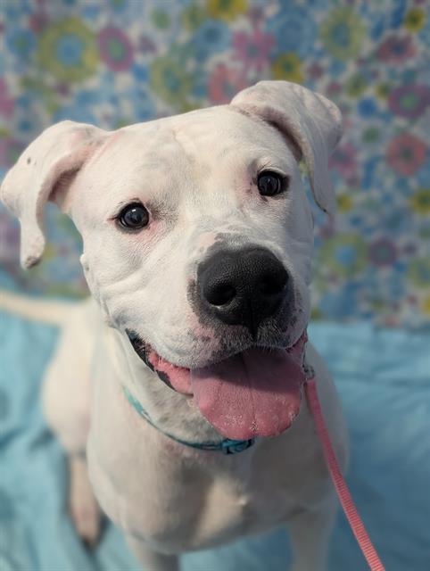 LYRA, Adoptable, Adult Female Dogo Argentino.