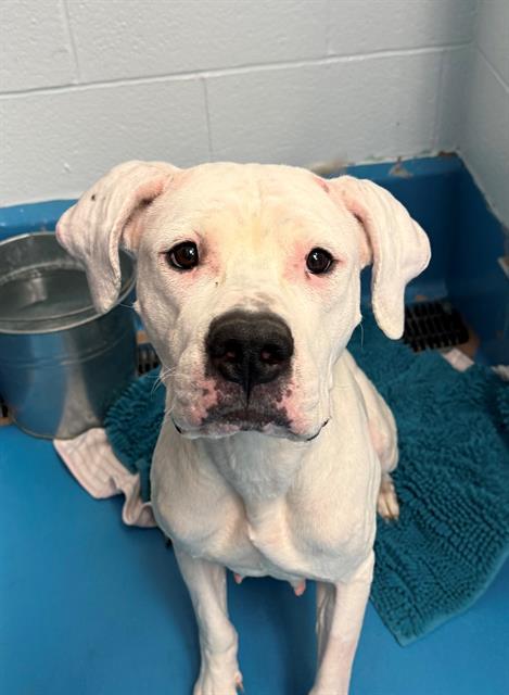 LYRA, Adoptable, Adult Female Dogo Argentino.