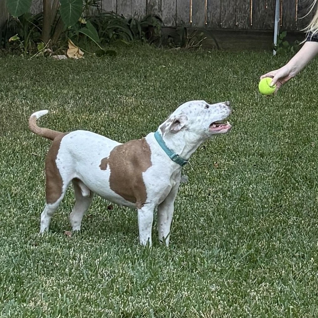 Canelo — thumbnail 6