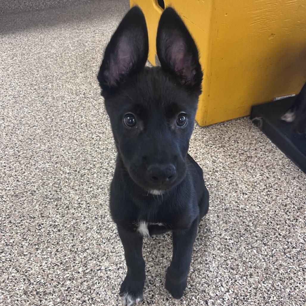 Tamales, Adoptable, Puppy Male Mixed Breed.