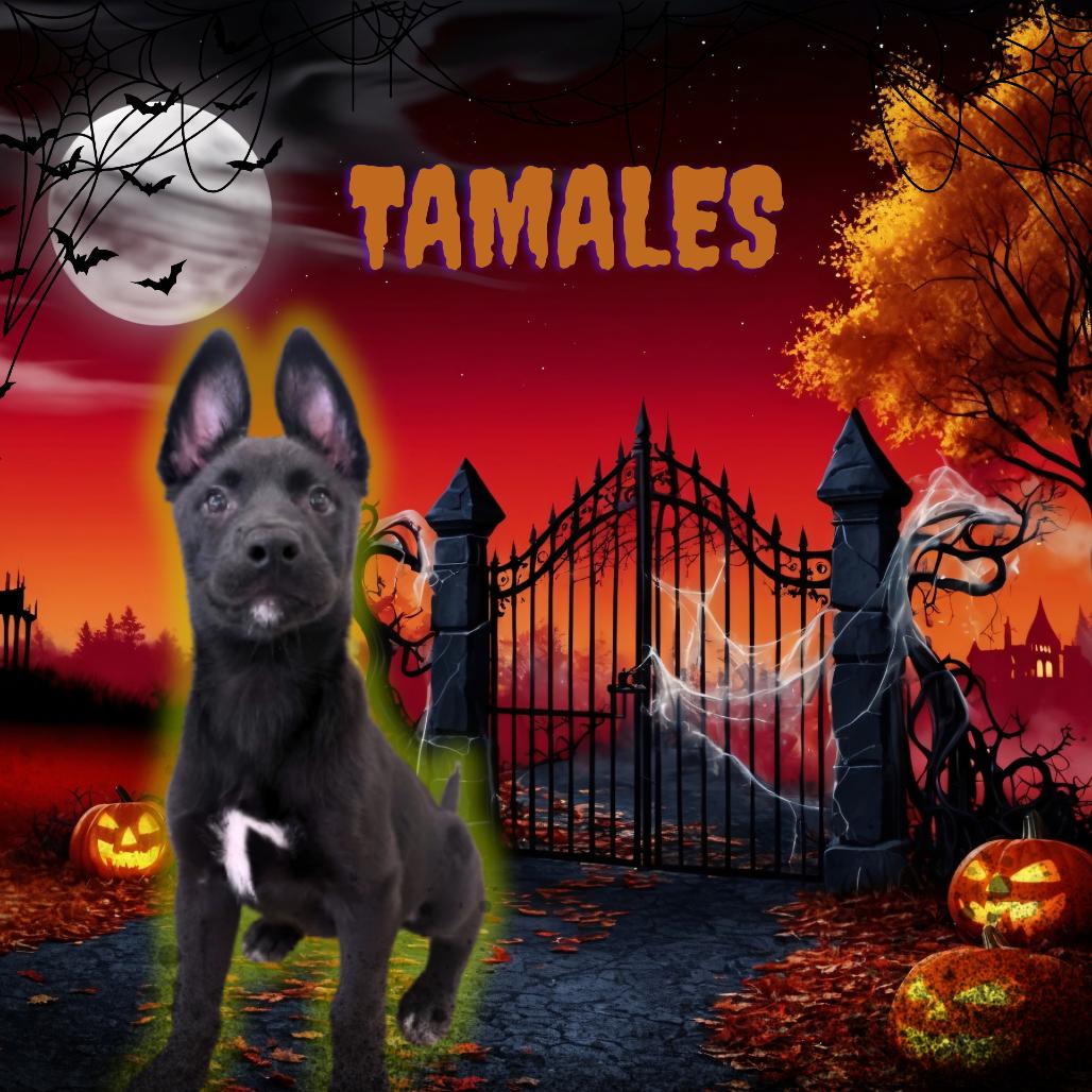 Enlarge Tamales, a Adoptable Mixed Breed in Tempe, AZ image 2/6