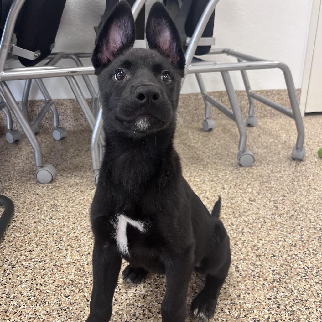 Enlarge Tamales, a Adoptable Mixed Breed in Tempe, AZ image 3/6