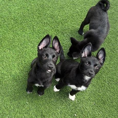 Enlarge Tamales, a Adoptable Mixed Breed in Tempe, AZ image 4/6