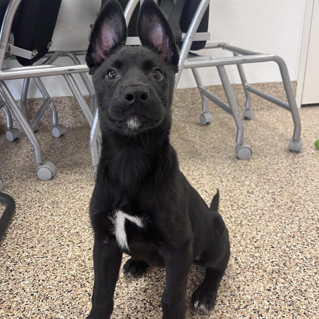 Enlarge Tamales, a Adoptable Mixed Breed in Tempe, AZ image 5/6