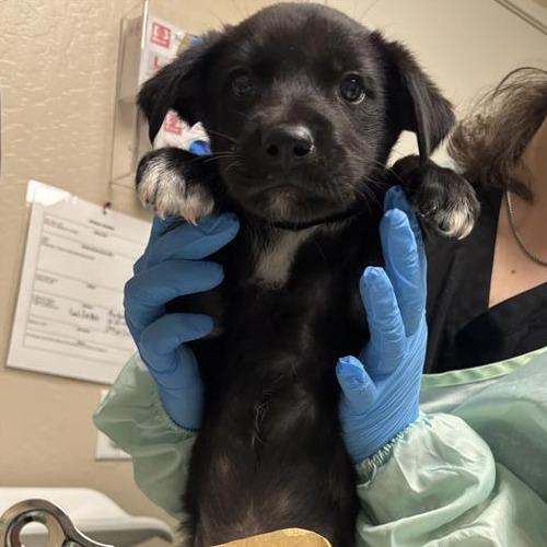 Enlarge Tamales, a Adoptable Mixed Breed in Tempe, AZ image 6/6