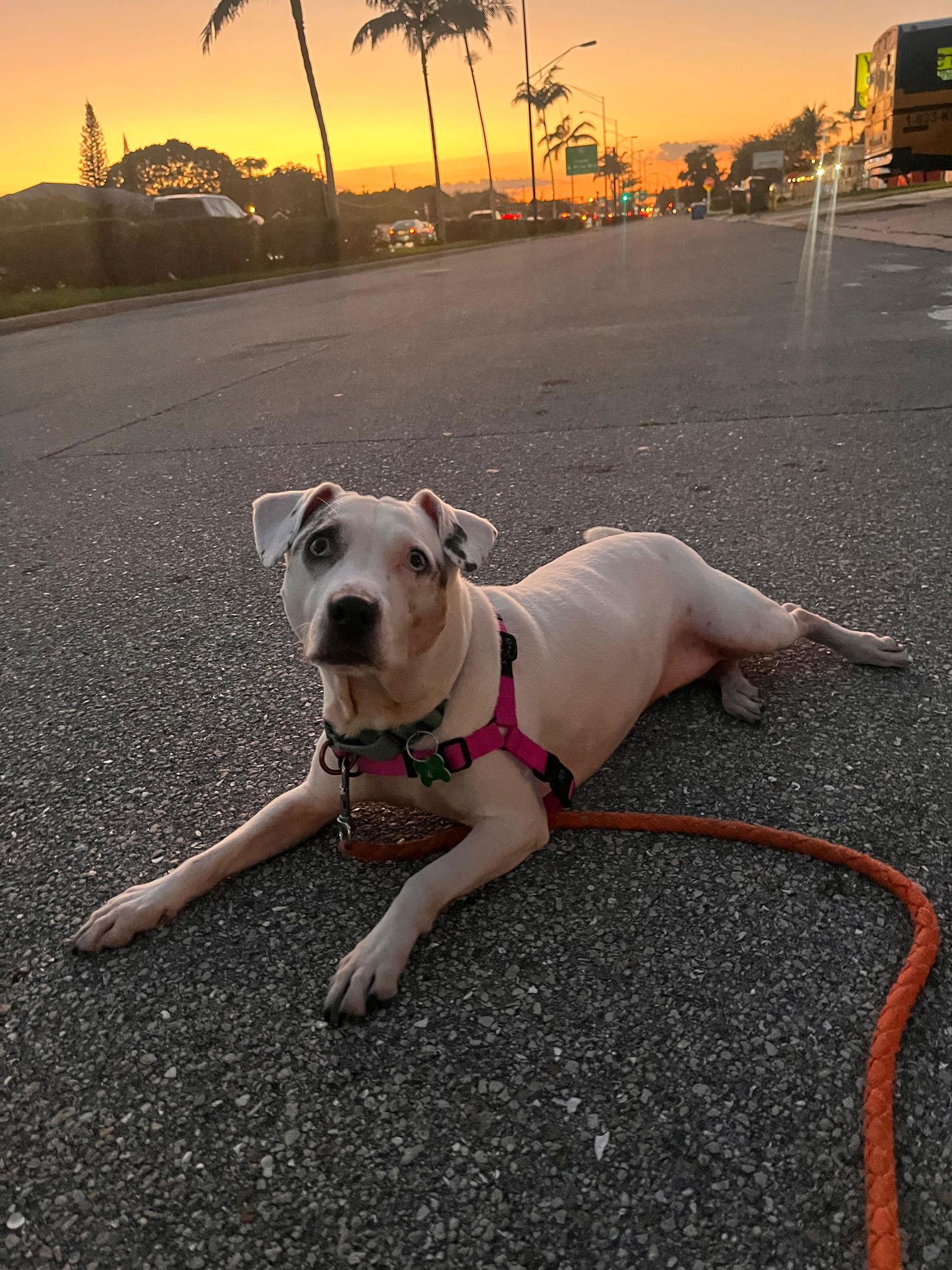 Enlarge Harper, a Adoptable mixed breed in Pompano Beach, FL image 1/3