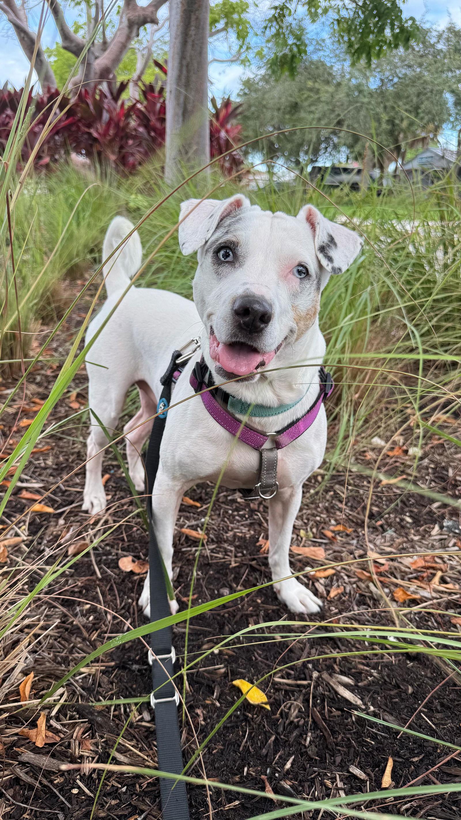 Harper, a Adoptable mixed breed in Pompano Beach, FL image 1/3
