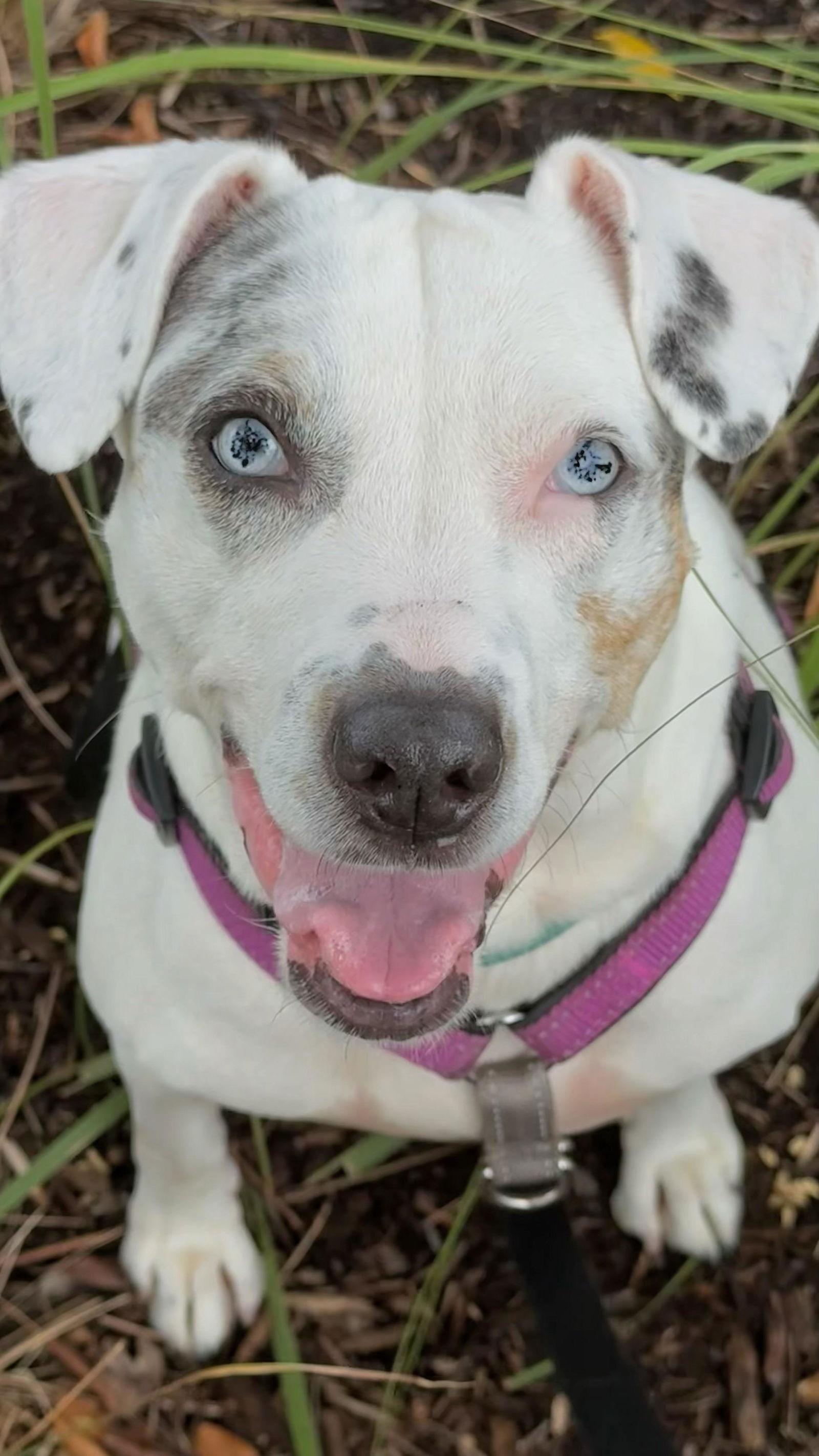 Harper, a Adoptable mixed breed in Pompano Beach, FL image 2/3