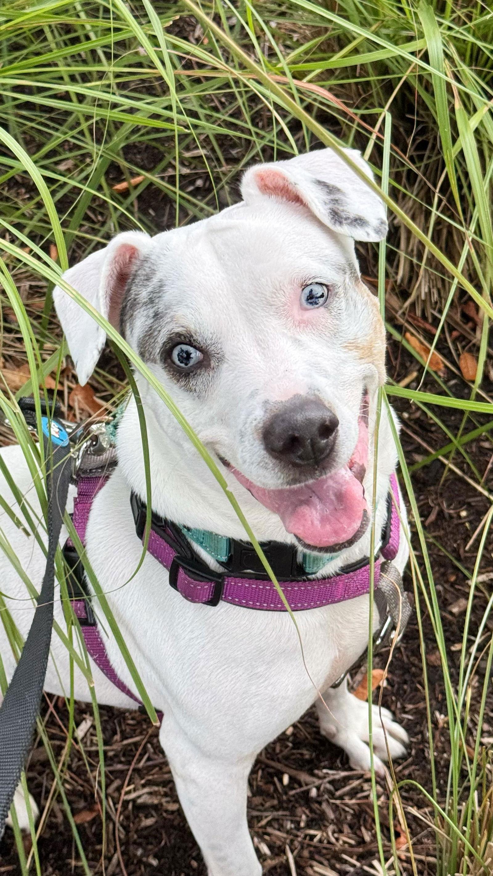 Harper, a Adoptable mixed breed in Pompano Beach, FL image 3/3