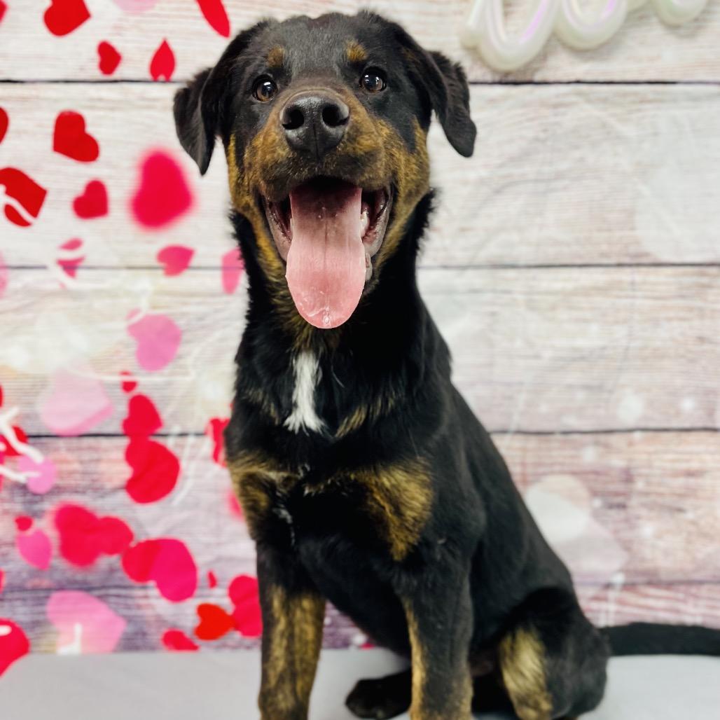 Enlarge Wayne, a Adoptable mixed breed in Lebanon, MO image 1/4