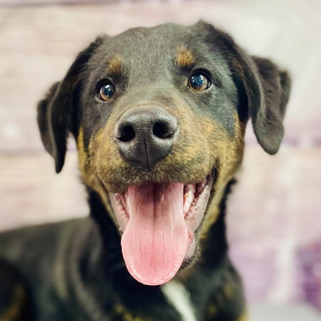 Enlarge Wayne, a Adoptable mixed breed in Lebanon, MO image 2/4