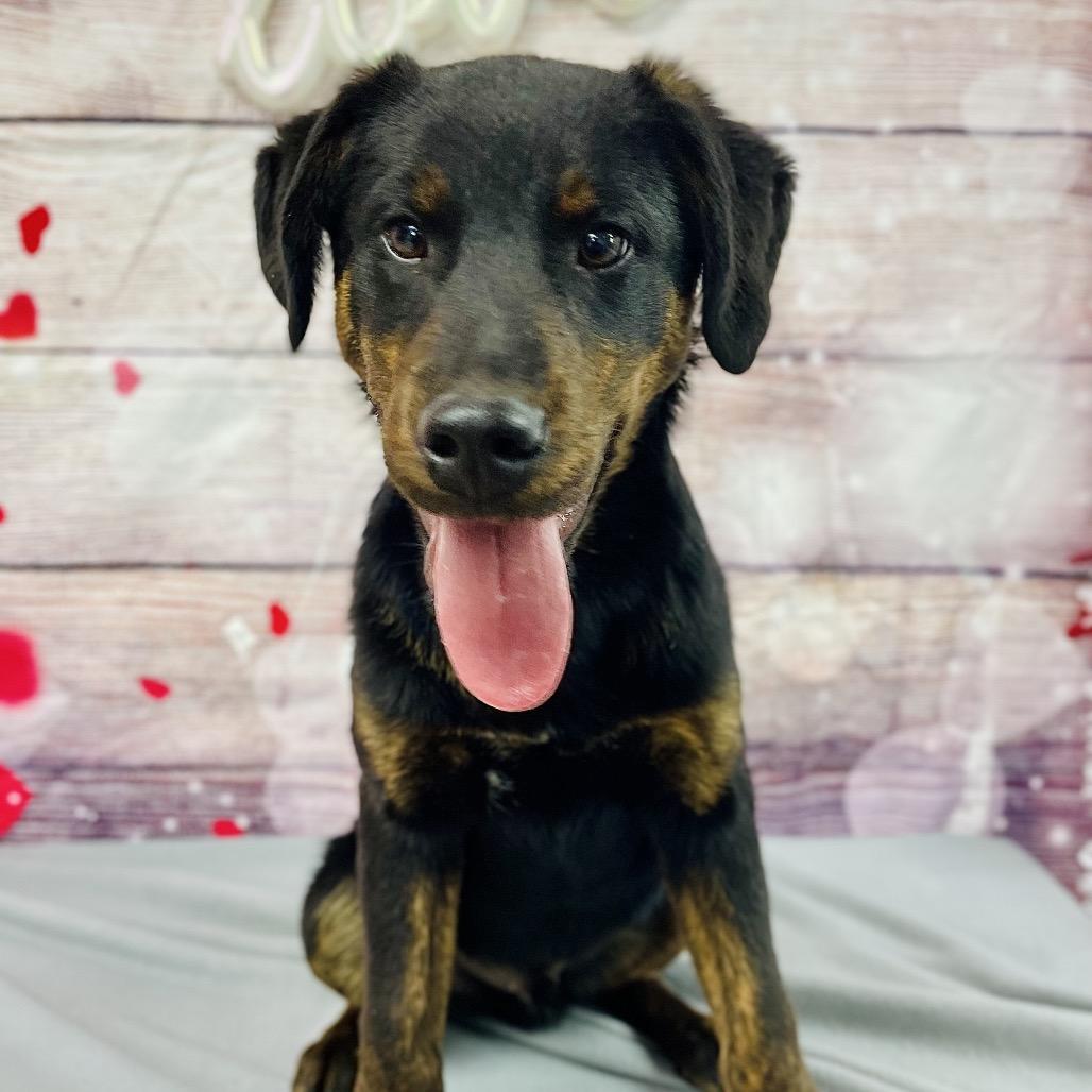 Enlarge Wayne, a Adoptable mixed breed in Lebanon, MO image 3/4