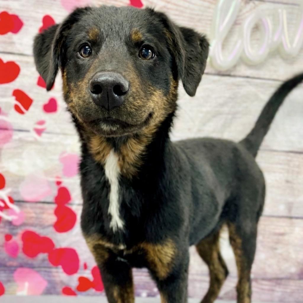 Enlarge Wayne, a Adoptable mixed breed in Lebanon, MO image 4/4