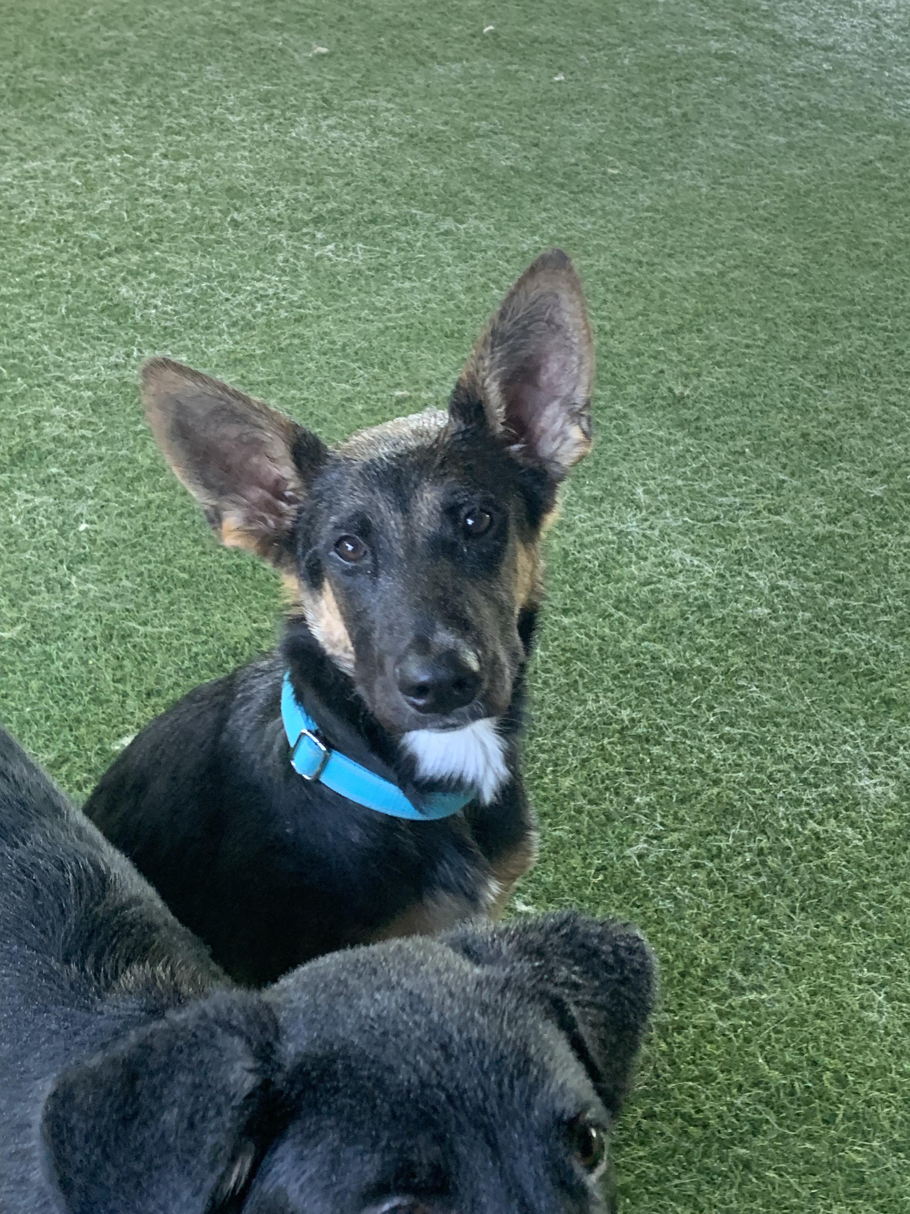 James, Adopted, Puppy Male German Shepherd Dog.