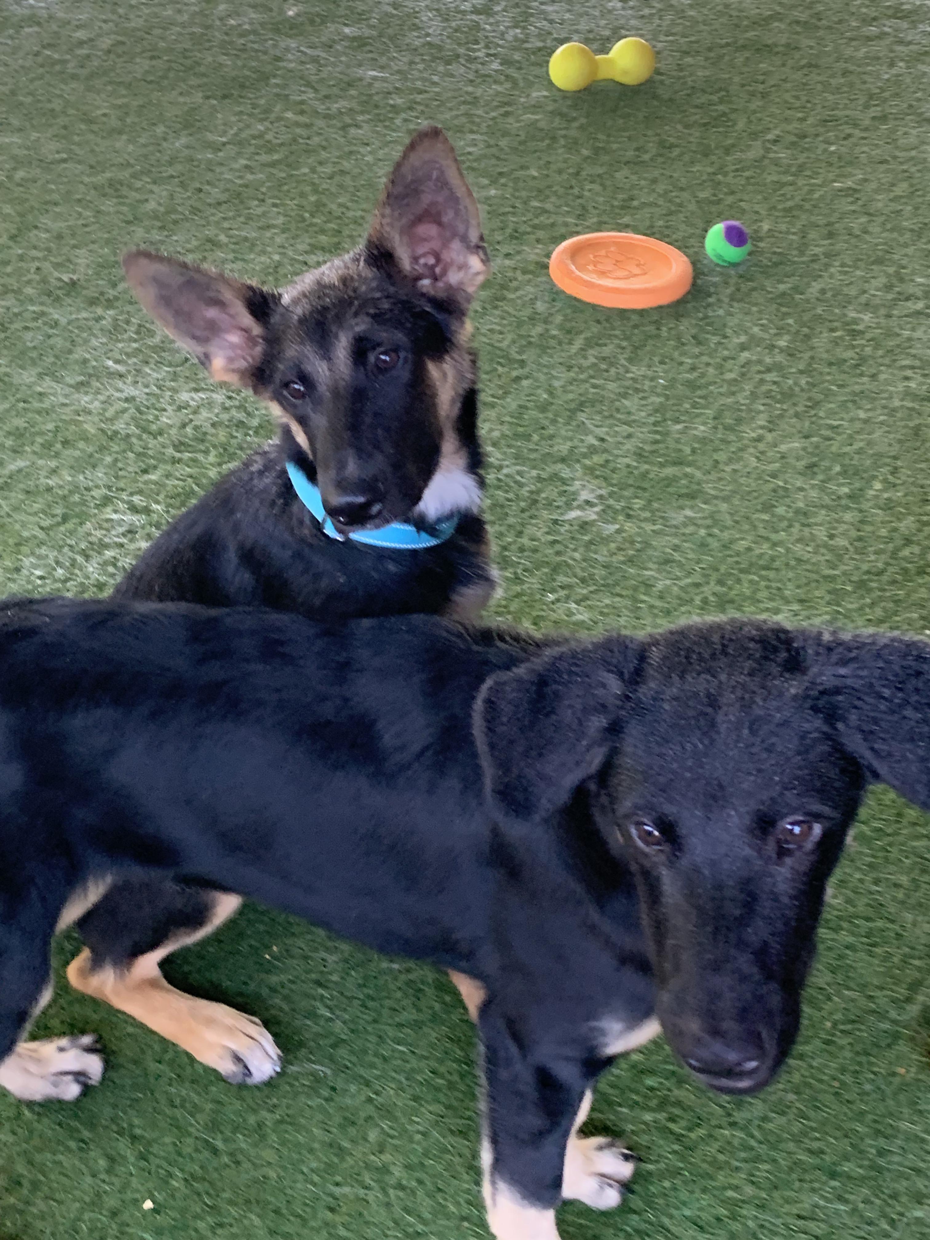 Enlarge James, a Adopted mixed breed in Grass Valley, CA image 2/2