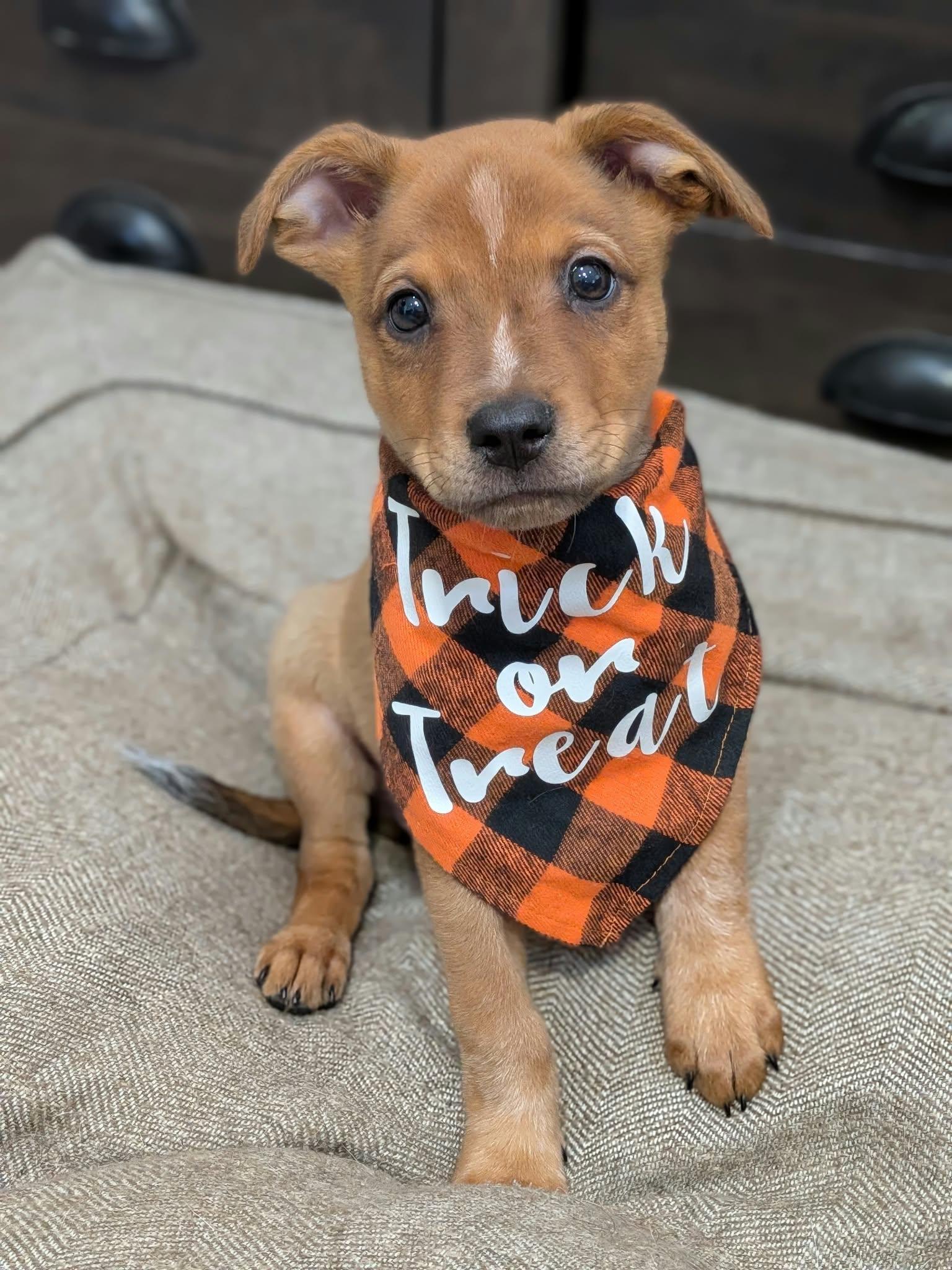 Rusty, Adoptable, Puppy Male Australian Cattle Dog / Blue Heeler & Mixed Breed.