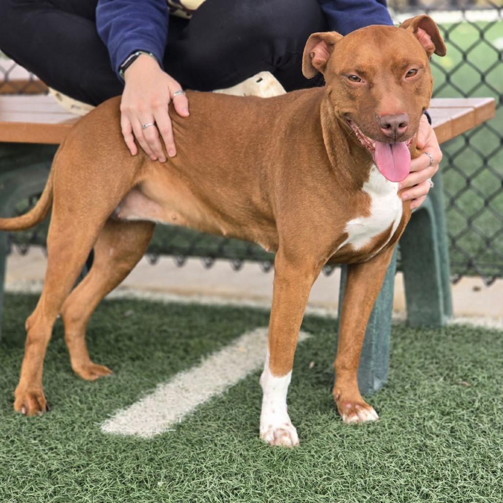 Roxie, Adoptable, Adult Female Mixed Breed.