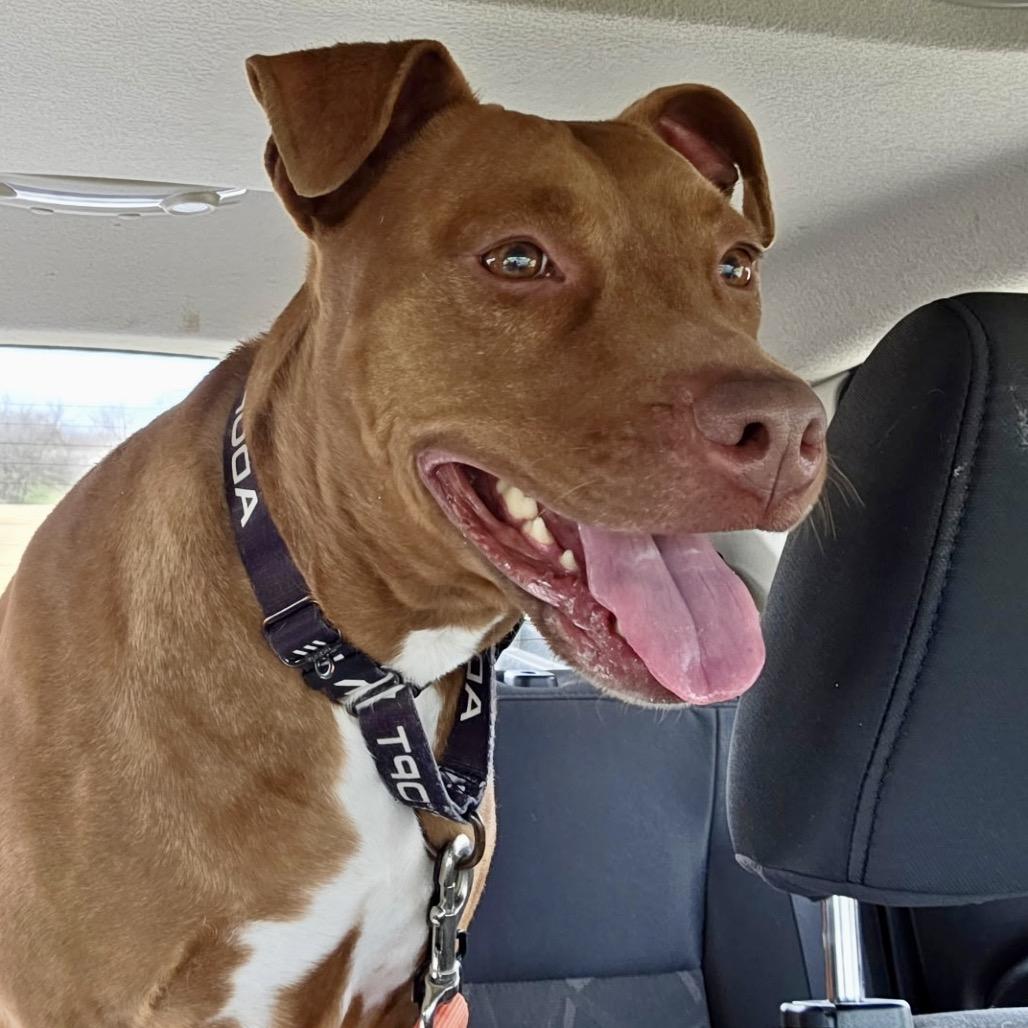 Enlarge Roxie, a Adoptable Mixed Breed in Abilene, TX image 2/6