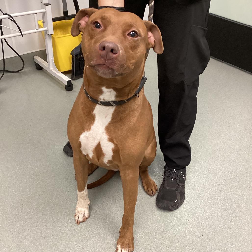 Enlarge Roxie, a Adoptable Mixed Breed in Abilene, TX image 2/4