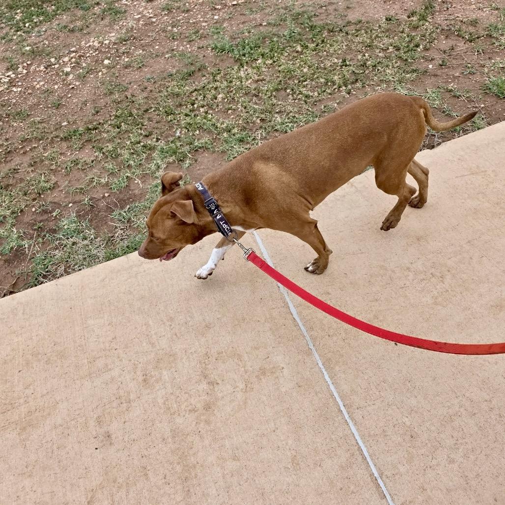 Enlarge Roxie, a Adoptable Mixed Breed in Abilene, TX image 4/6