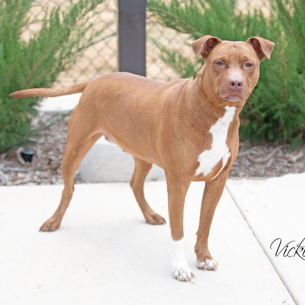 Enlarge Roxie, a Adoptable Mixed Breed in Abilene, TX image 3/4