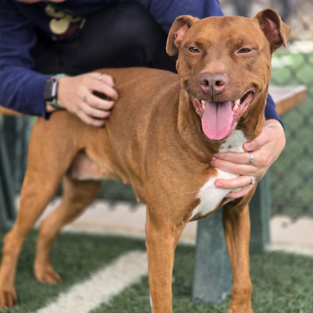 Enlarge Roxie, a Adoptable Mixed Breed in Abilene, TX image 4/4
