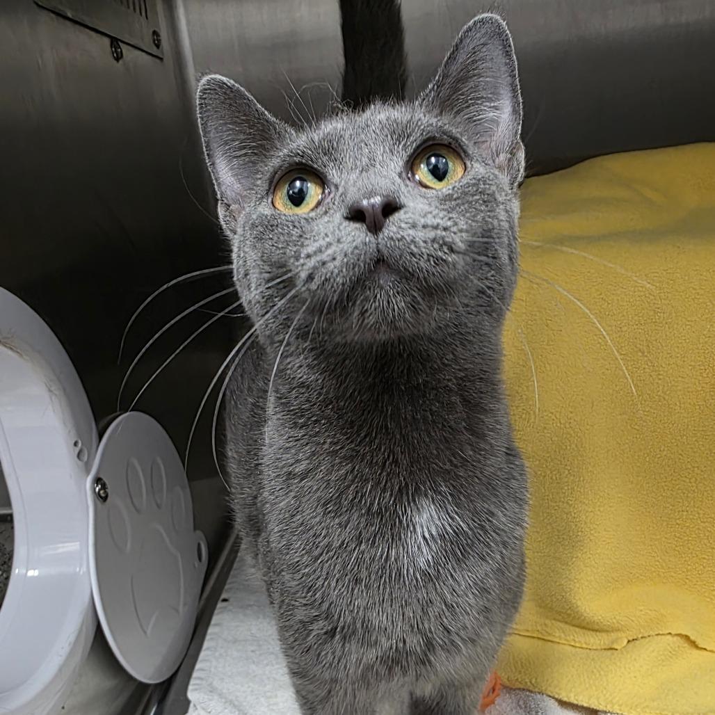 Enlarge Pearl Jam, a Adoptable Domestic Short Hair in Fort Wayne, IN image 2/2