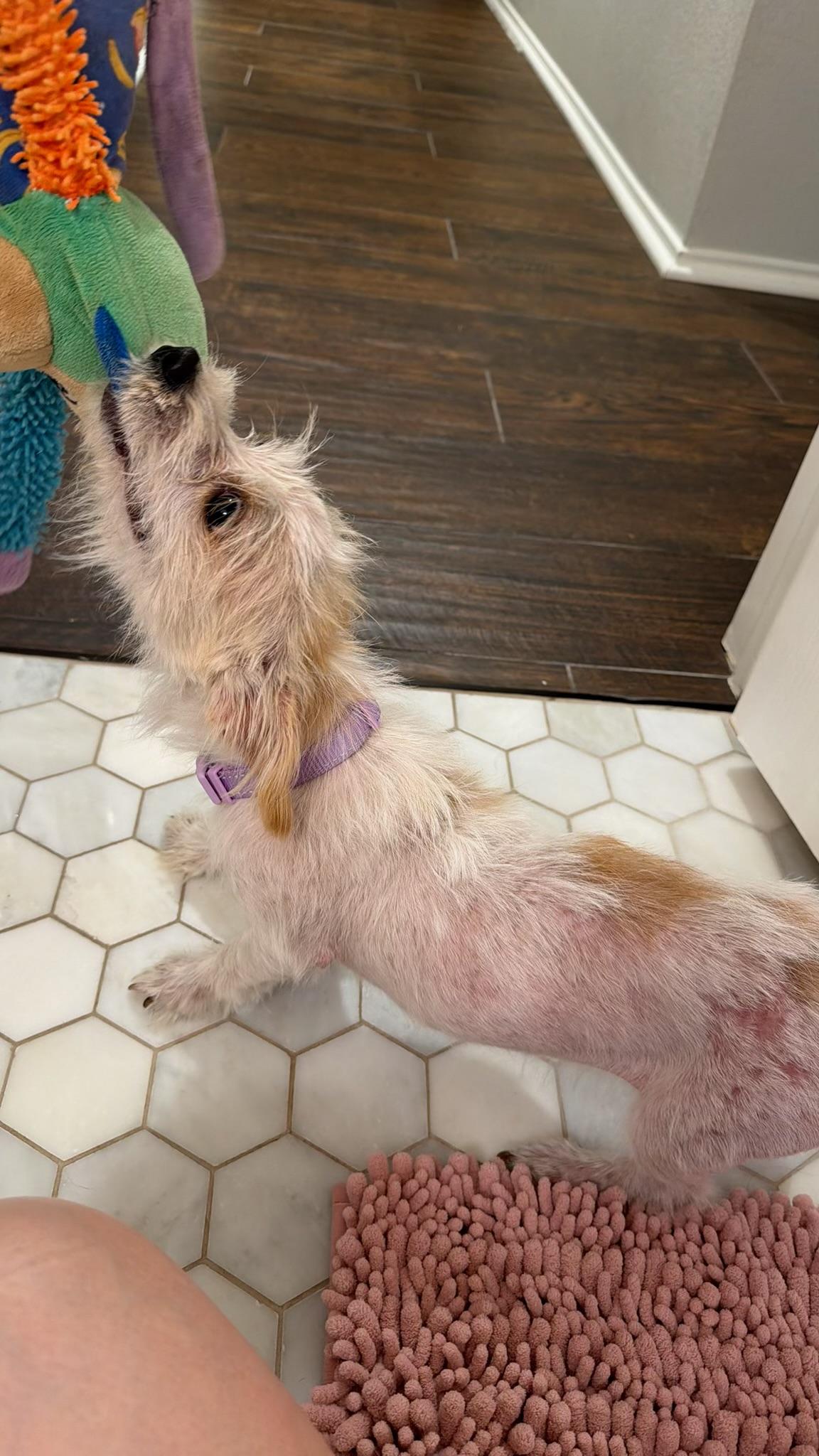 Enlarge Kiki is adorkable , a ADOPTABLE mixed breed in Lockhart, TX image 4/5