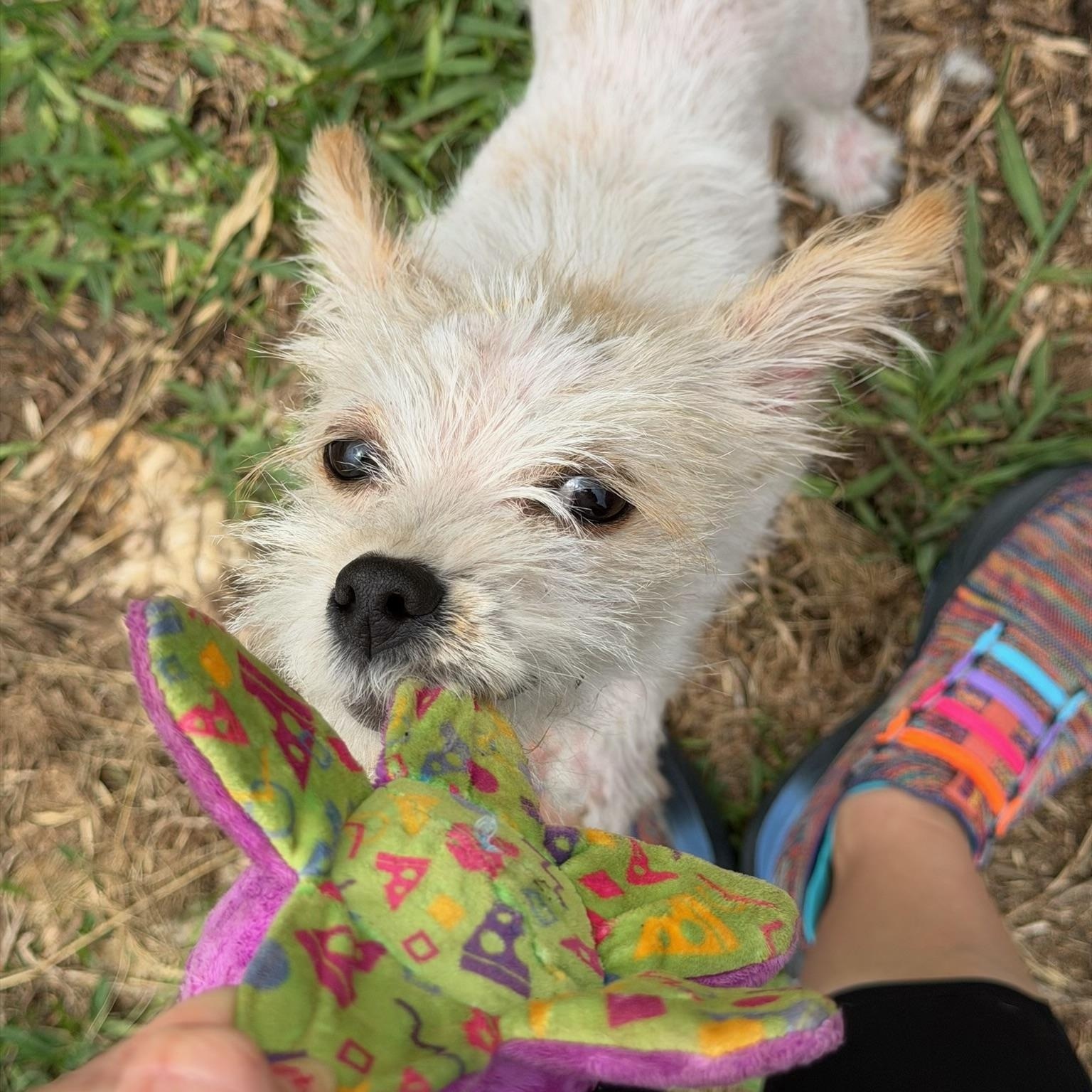 Enlarge Kiki is adorkable , a ADOPTABLE mixed breed in Lockhart, TX image 1/5