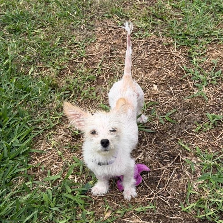 Enlarge Kiki is adorkable , a ADOPTABLE mixed breed in Lockhart, TX image 2/5