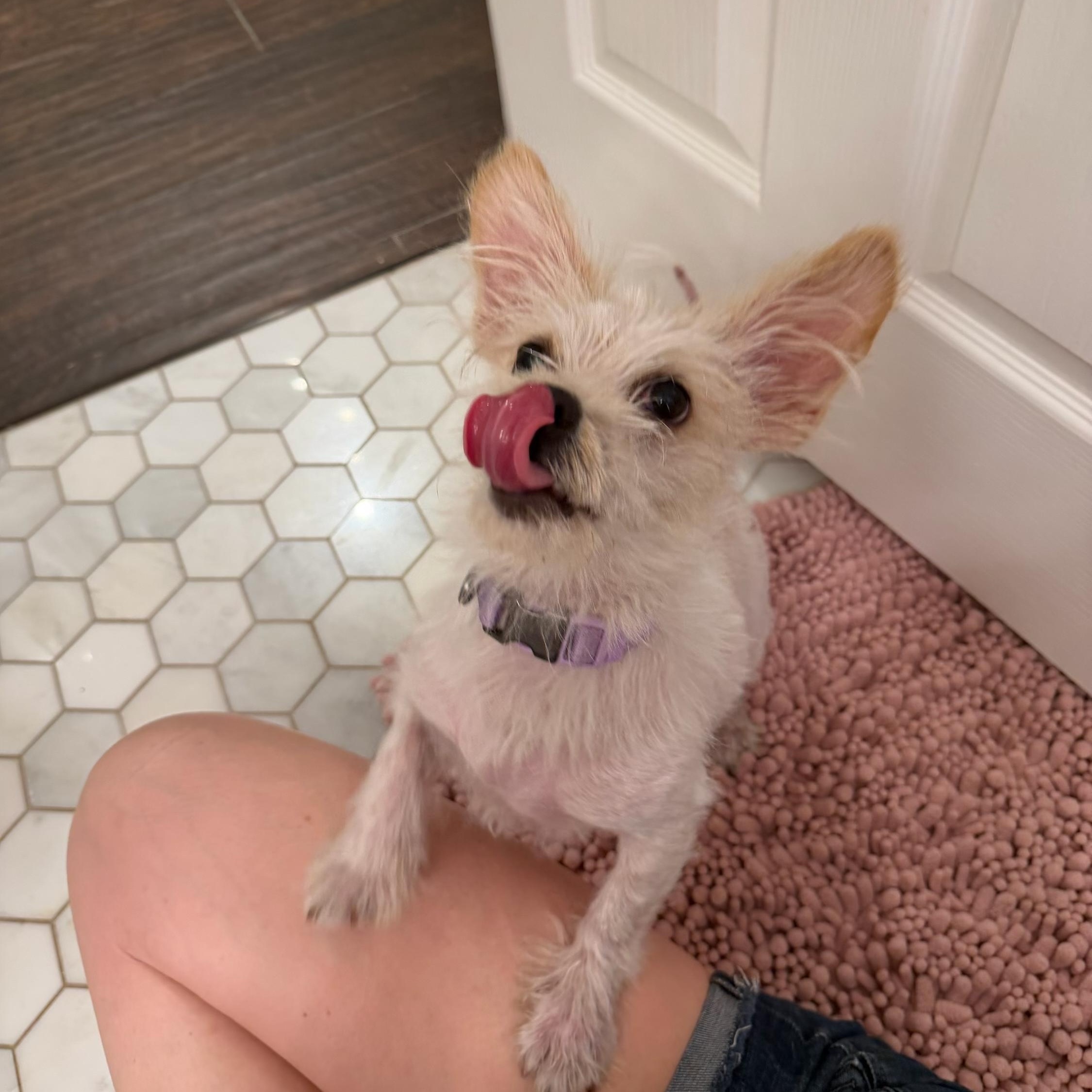 Enlarge Kiki is adorkable , a ADOPTABLE mixed breed in Lockhart, TX image 5/5