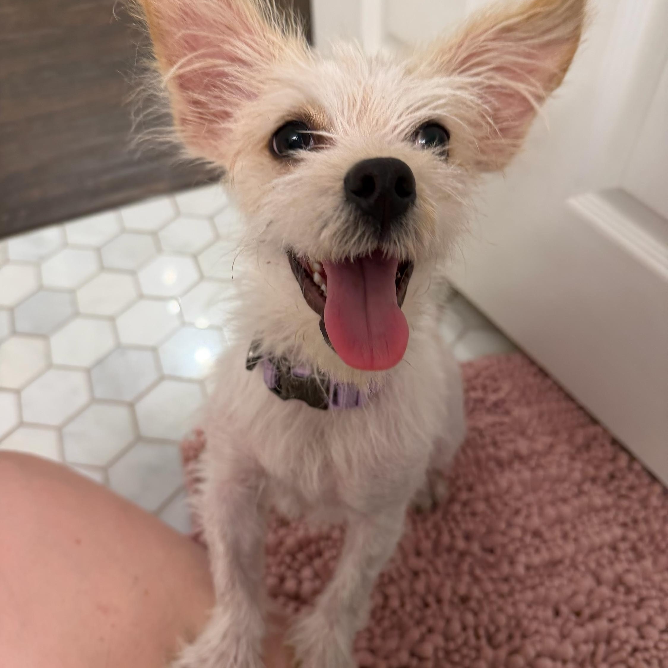 Enlarge Kiki is adorkable , a ADOPTABLE mixed breed in Lockhart, TX image 3/5