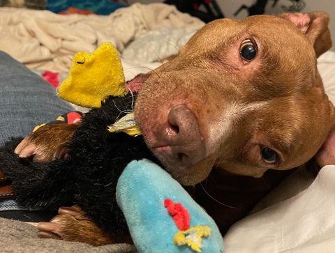 ATHENA, Adoptable, Adult Female Pit Bull Terrier.