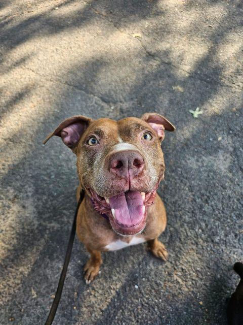 ATHENA, a Adoptable mixed breed in New York, NY image 2/5