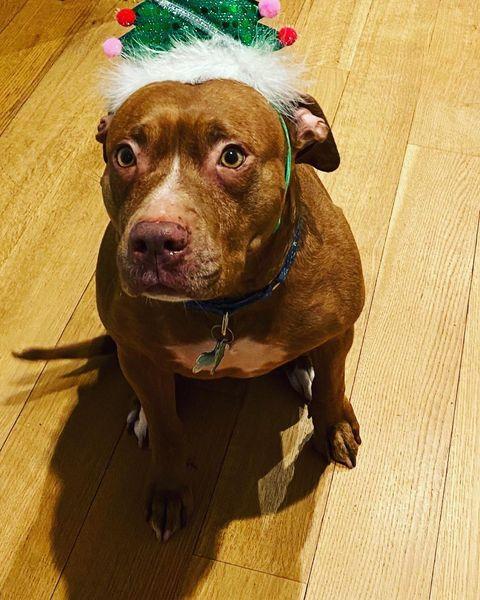 ATHENA, a Adoptable mixed breed in New York, NY image 4/5