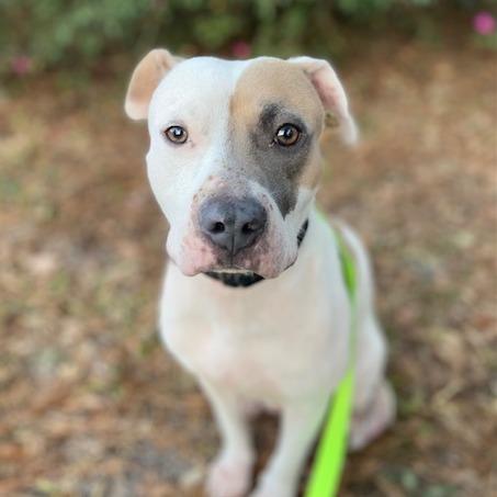 Indy, Adoptable, Young Female Mixed Breed.