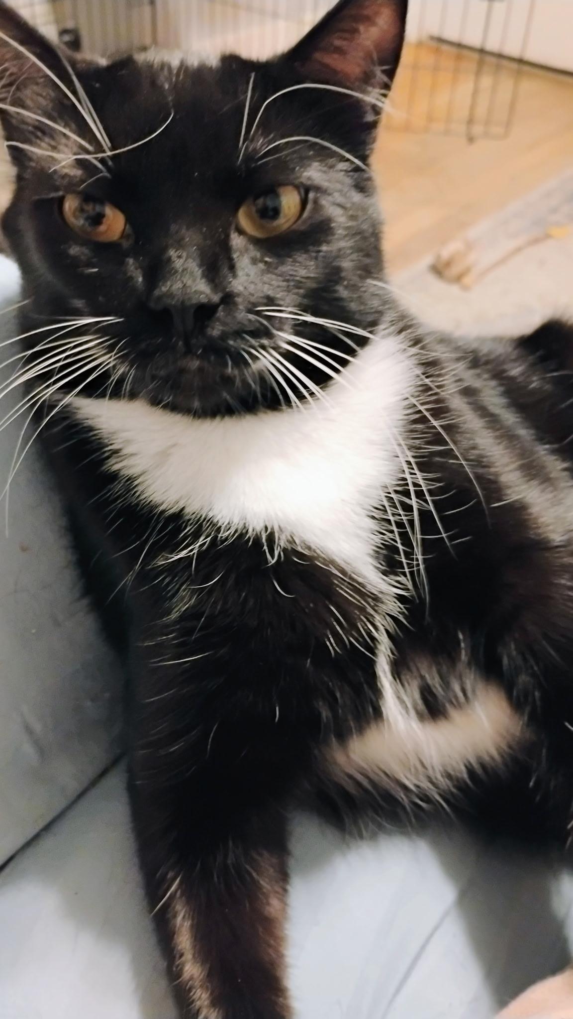 Enlarge Mama Mia, a ADOPTABLE Domestic Short Hair in Highland, IN image 1/3