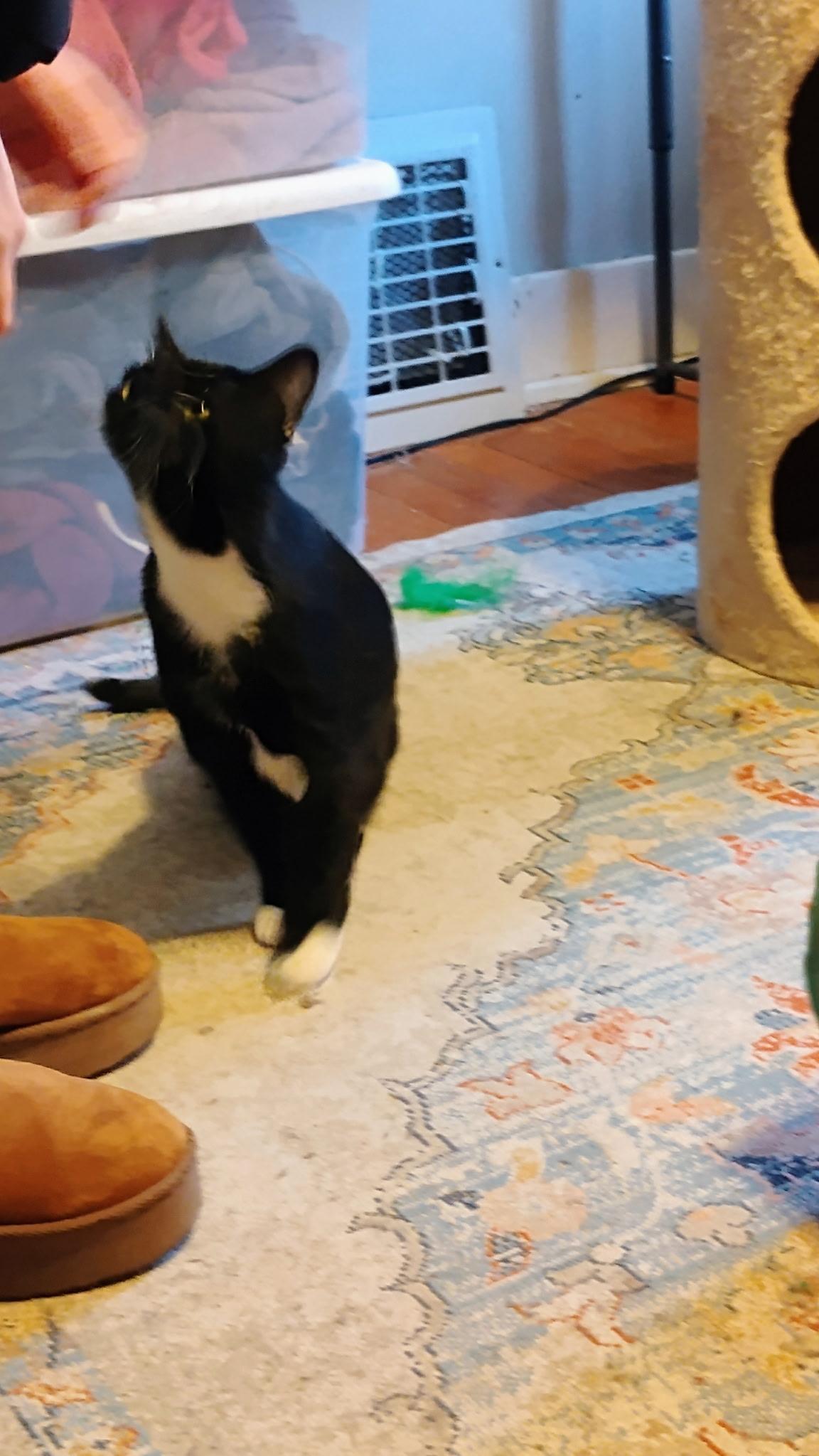 Enlarge Mama Mia, a ADOPTABLE Domestic Short Hair in Highland, IN image 3/3